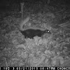 American hog-nosed skunk