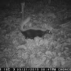 American hog-nosed skunk