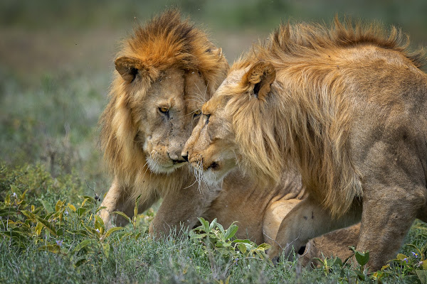 'Brothers' di Mauro Rossi