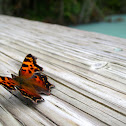 Comma Butterfly