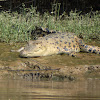 Saltwater/Estuarine Crocodile