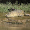 Saltwater/Estuarine Crocodile