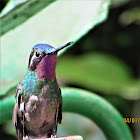 Mountain gem (male)