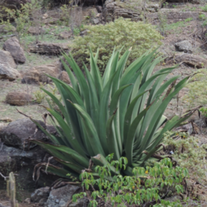 Agave