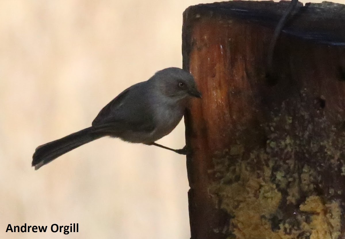 Bushtit