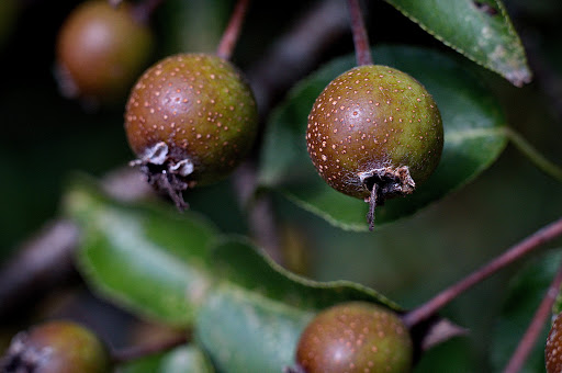 Pyrus cordata