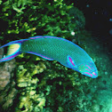 Moon Wrasse