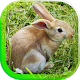 Download Rabbit Gallery 2017 HD LWP For PC Windows and Mac 1.0