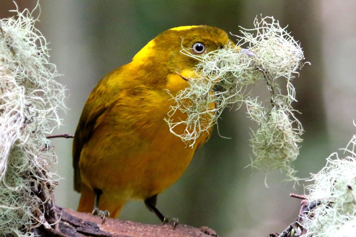 Golden Bowerbird