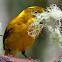 Golden Bowerbird