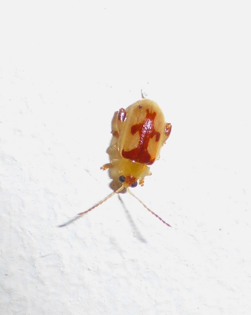 Red and Yellow Flea Beetle