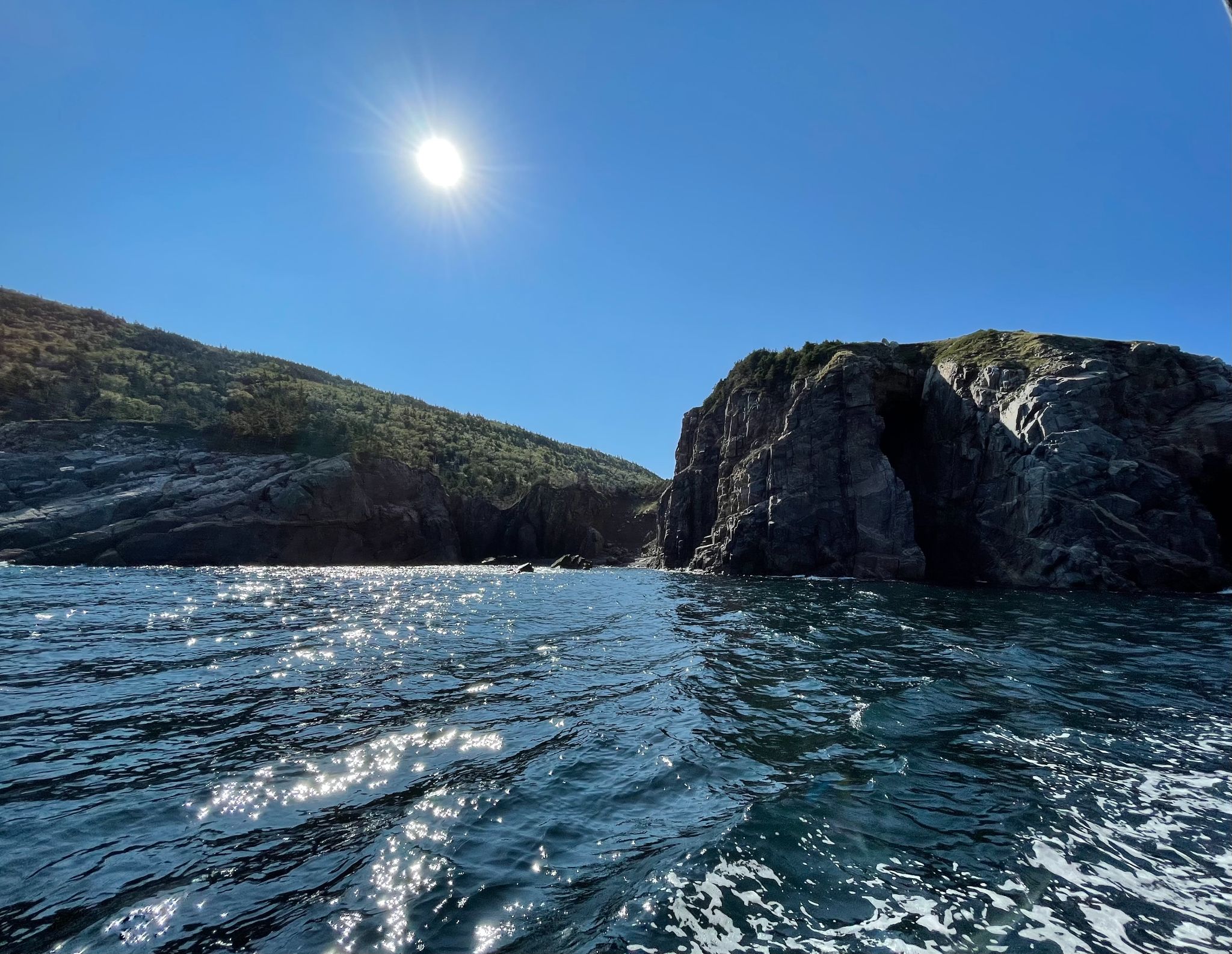 whale watching cape breton