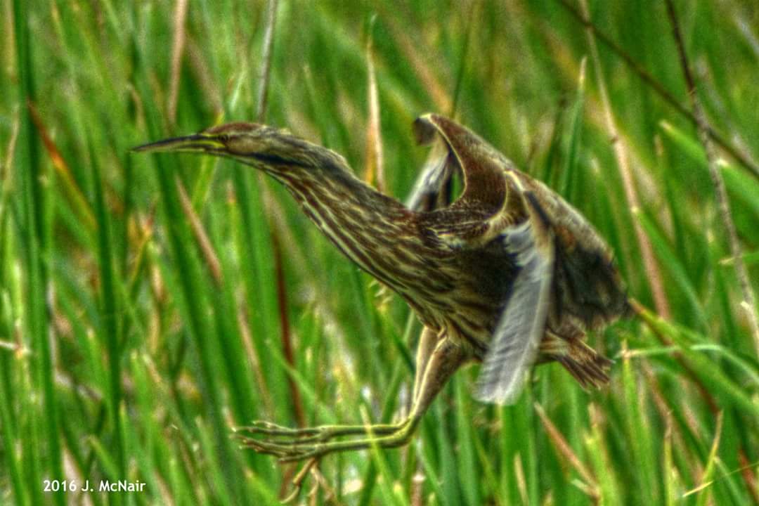 American Bittern