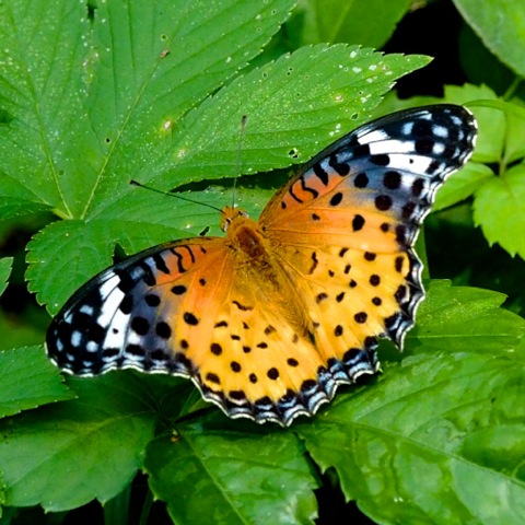 Indian Fritillary (female)