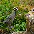 Yellow Crowned Night Heron