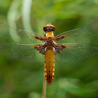 Libélula de vientre plano (broad-bodied chaser)