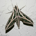 Banded Sphinx Moth - Eumorpha fasciata