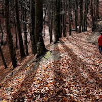 autunno in rosso ...... di 