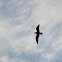 Laughing Gull