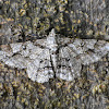 Geometrid Moth