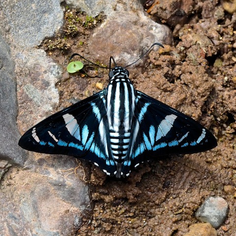 Dot-collared Firetip (male)