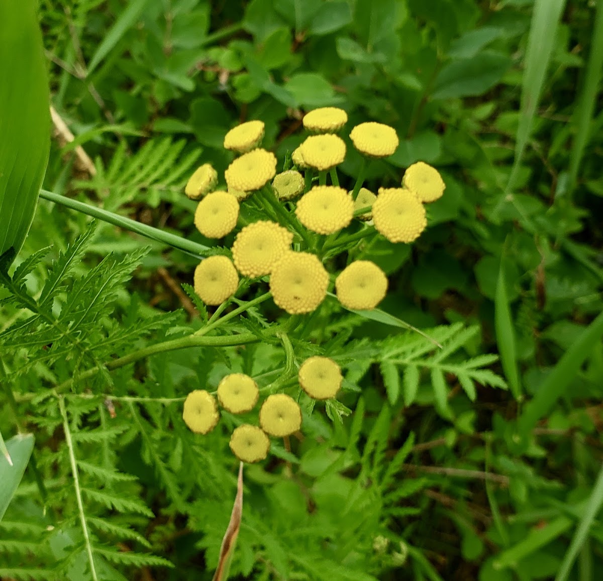 Common Tansy