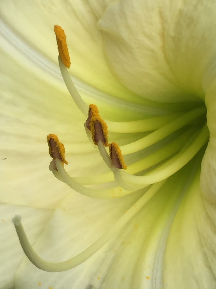 Daylily