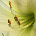 Daylily