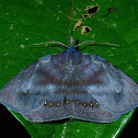 Owlet Moth