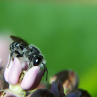 leaf cutting bee