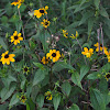 Brown-eyed Susan