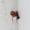 Red house spider