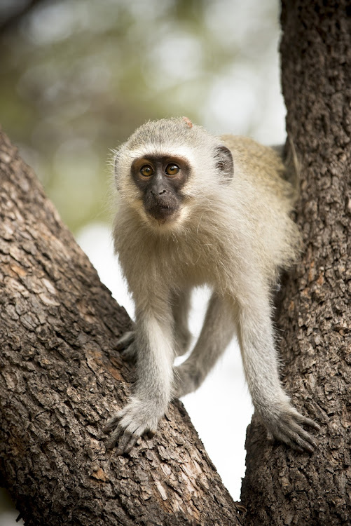 Vervet Monkey in the tree branches