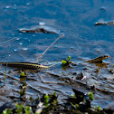 Eastern Ribbon Snake