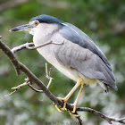 Black-crowned Night Heron