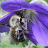 Common Eastern Bumblebee