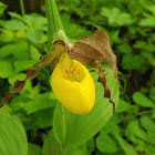 Yellow Lady's Slipper