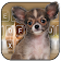 Chihuahua Cute Puppy clavier Thème icon