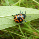 Milkweed Leaf Beetle