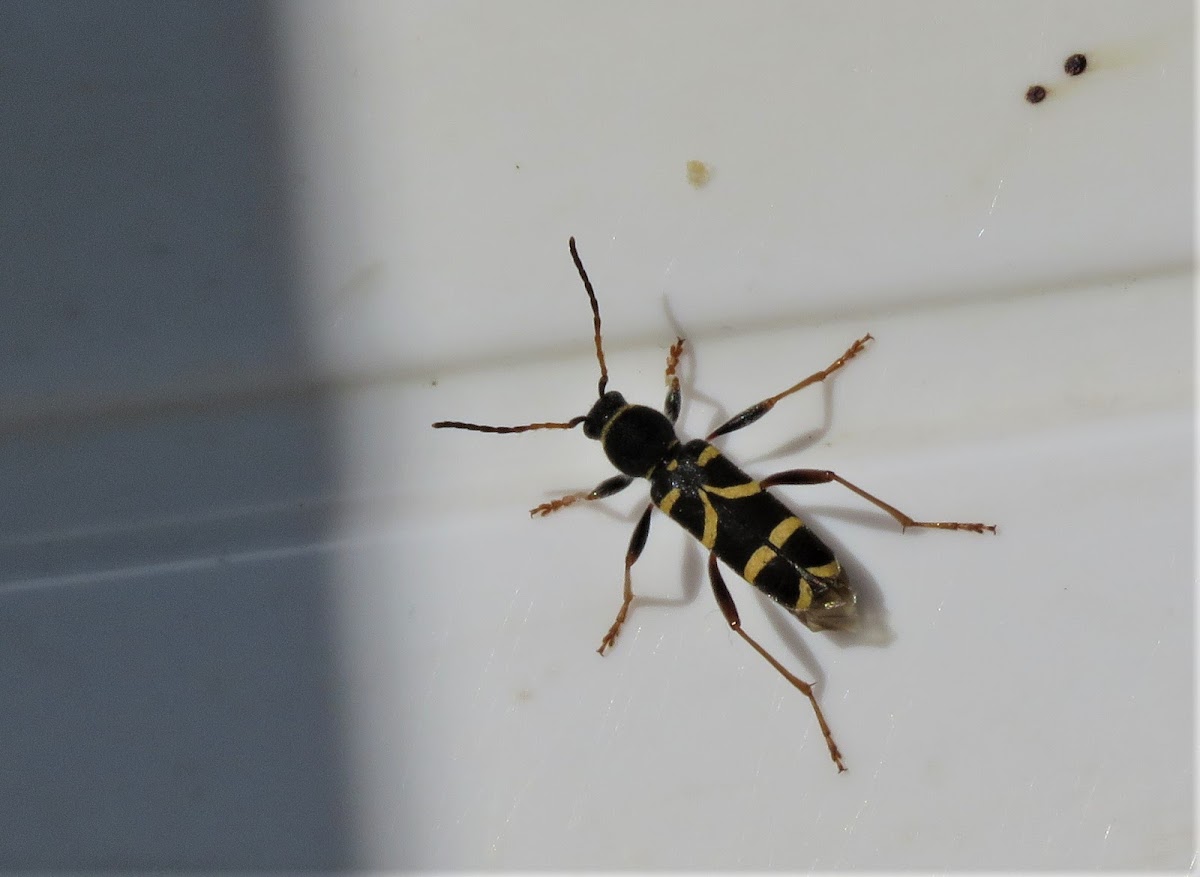 Wasp Beetle