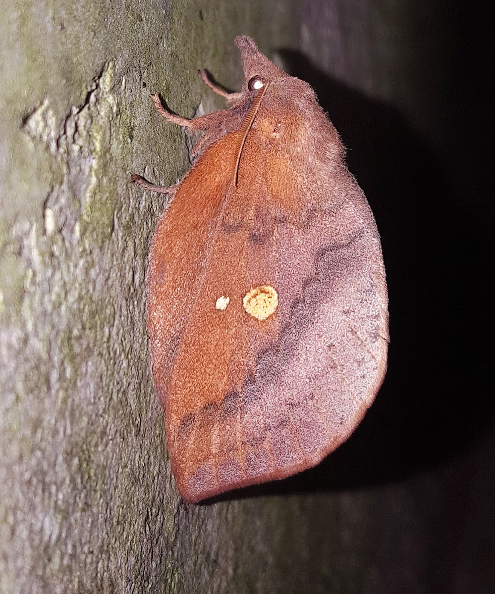 Sissoo Leaf Moth