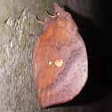 Sissoo Leaf Moth