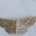 Idaea elongaria