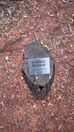 Goldfields Blackbutt 