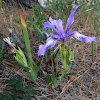 Douglas iris