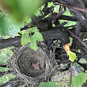 American Robin