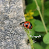 Coccinella transversalis