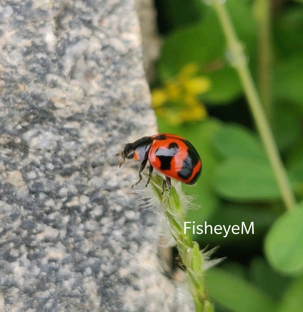 Coccinella transversalis