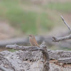 House Wren