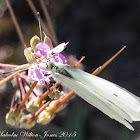 Small White